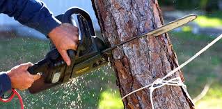 Hampshire, IL Tree Services Company