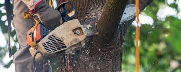 Best Tree Trimming and Pruning  in Hampshire, IL
