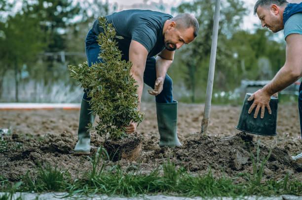 Lawn Renovation and Restoration in Hampshire, IL