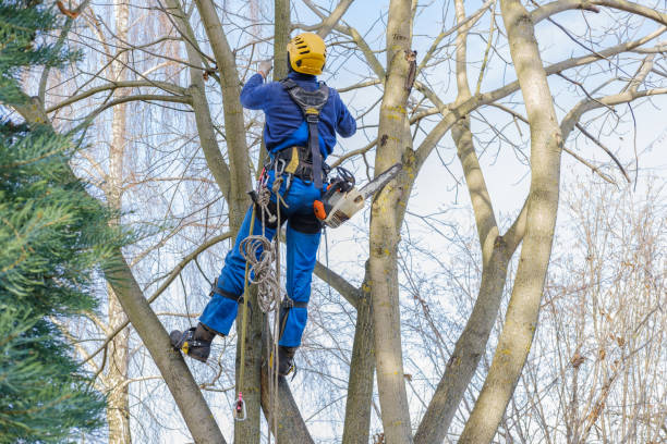 Best Tree Maintenance Programs  in Hampshire, IL