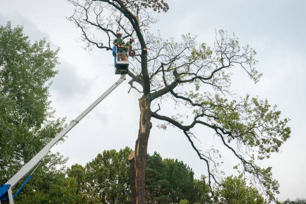 Best Fruit Tree Pruning  in Hampshire, IL