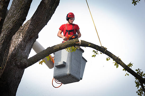 Best Hazardous Tree Removal  in Hampshire, IL