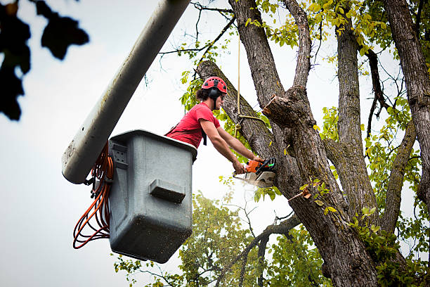 How Our Tree Care Process Works  in  Hampshire, IL
