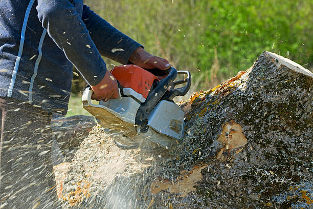 Seasonal Cleanup (Spring/Fall) in Hampshire, IL